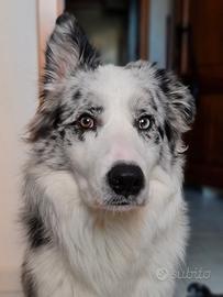 Border Collie per accoppiamento 
