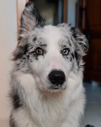 Border Collie per accoppiamento 