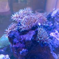 Roccia con anemone quadricolor