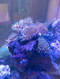 Roccia con anemone quadricolor