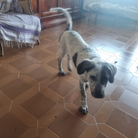 Cucciolo meticcio