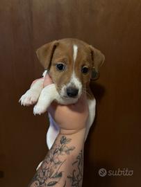 Piccolo jack russell maschio