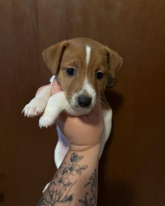 Piccolo jack russell maschio