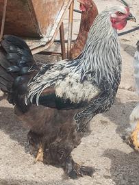 Gallo brahma perniciato argento