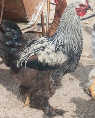 Gallo brahma perniciato argento