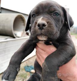 Cuccioli cane corso