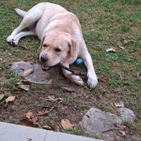 Labrador