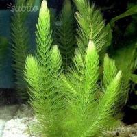 Pacchetto piante acquatiche depurative antialghe
