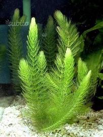 Pacchetto piante acquatiche depurative antialghe