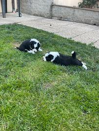 Border collie cuccioli con pedigree
