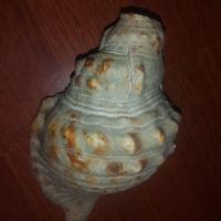 Conchiglie antiche da collezione