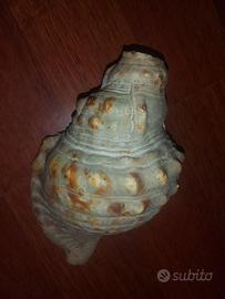 Conchiglie antiche da collezione