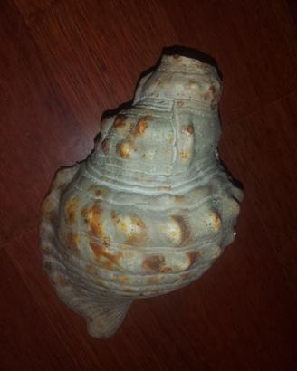Conchiglie antiche da collezione