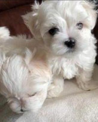 Maltese mini toy