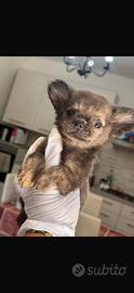Chihuahua femmina