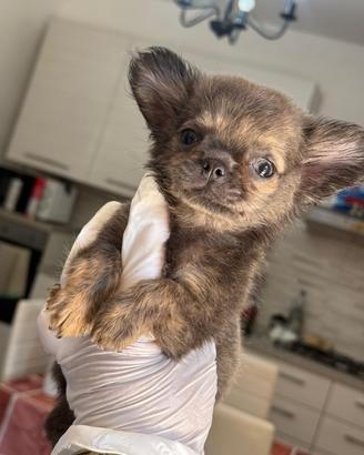 Chihuahua femmina