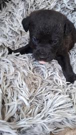 Cucciolo abbandonato in adozione