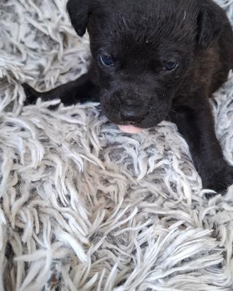 Cucciolo abbandonato in adozione