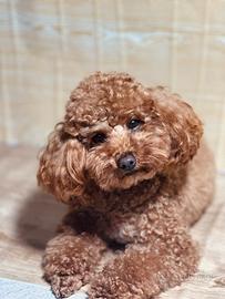 Monta barboncino toy