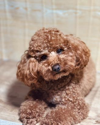 Monta barboncino toy