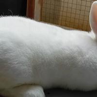 Coniglio nuova zelanda