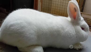 Coniglio nuova zelanda