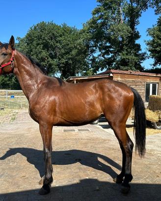 Stallone 3 anni