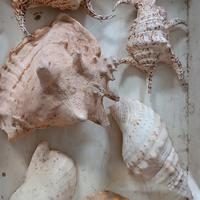 Conchiglie di mare varie dimensioni 