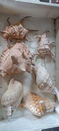 Conchiglie di mare varie dimensioni 