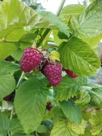 Piante GRANDI Lamponi in produzione - 2,5 euro/cad