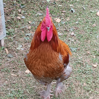 Galline Olive Egger