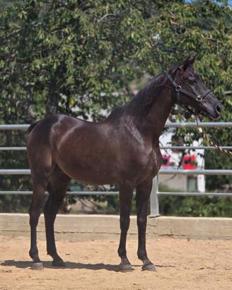 Cavallo