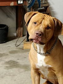 Pitbull maschio