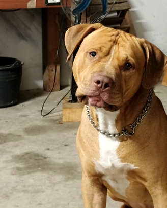 Pitbull maschio