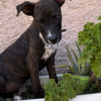 Cucciola mix Pitbull in adozione