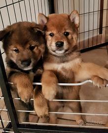 Shiba inu cuccioli con pedigree ENCI