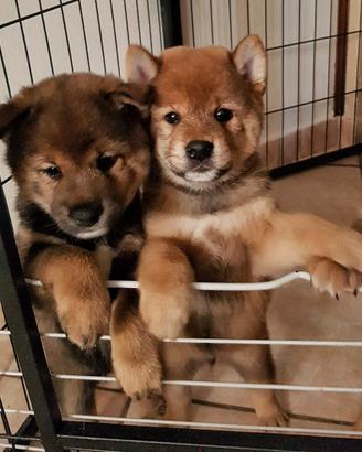 Shiba inu cuccioli con pedigree ENCI