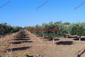 Terreno, Paceco.