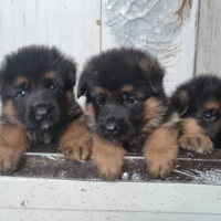 Cuccioli pastore tedesco