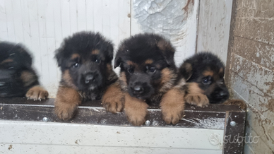 Cuccioli pastore tedesco