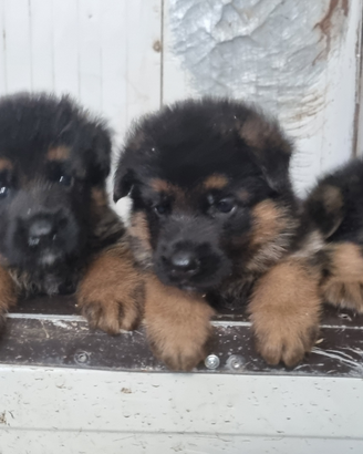 Cuccioli pastore tedesco