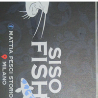 CARPE KOI e altri pesci SISOFISH