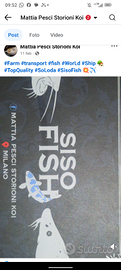 CARPE KOI e altri pesci SISOFISH