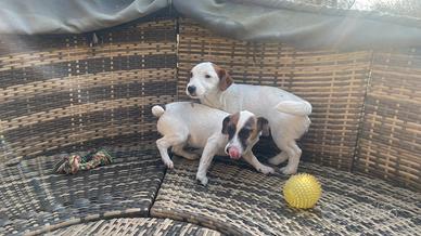 Jack Russell cuccioli