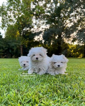 Maltesi cuccioli - con pedigree ENCI