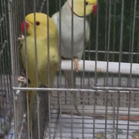 Coppia parrocchetti dal collare MUTATA