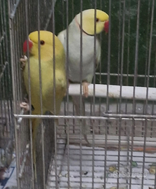 Coppia parrocchetti dal collare MUTATA