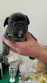 Cucciolo di bulldog francese