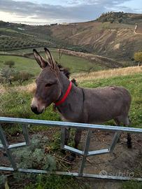 Asino maschio intero