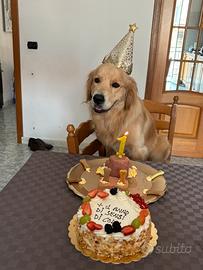 Golden retriever per monta accoppiamento